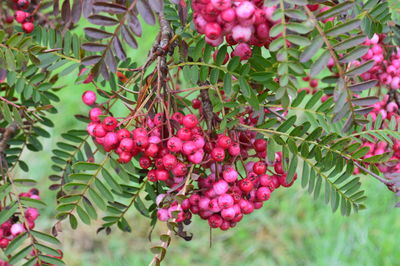 Close-up of pink flowers