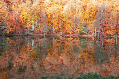 Reflection of trees in lake during autumn