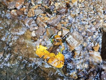 High angle view of yellow water on rock