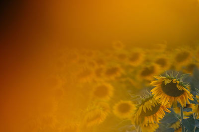 Close-up of yellow flower against orange sky