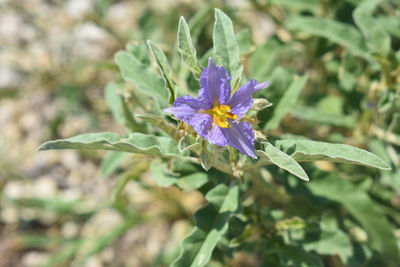 Close-up of purple flower