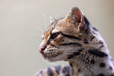 Close-up of a cat looking away