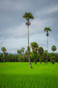 Scenic view of palm trees on field against sky