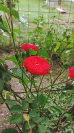 Close-up of red rose flower