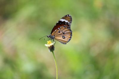 Close-up of butterfly pollinating on flower