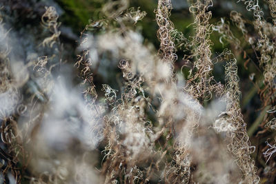 Close-up of wilted plant on field in forest