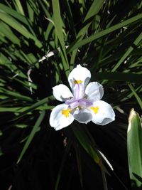 Close-up of white flowers blooming outdoors