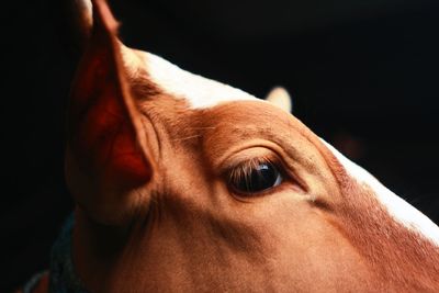 Close-up portrait of cow