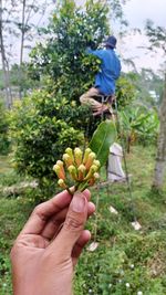 Clove picking process