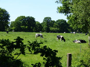 Cows grazing on landscape against sky