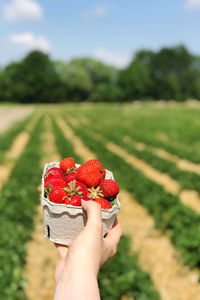 Low angle view of hand holding strawberries on field