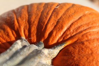 Close-up view of bread