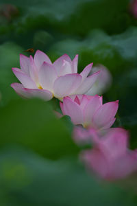 Close-up of pink water lily