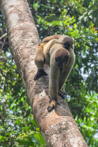 Low angle view of lizard on tree