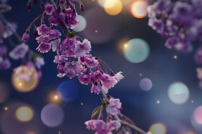 Close-up of pink cherry blossoms