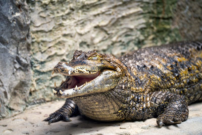 Close up of a crocodile digesting with open mouth and closed eyes in lodz zoo, poland