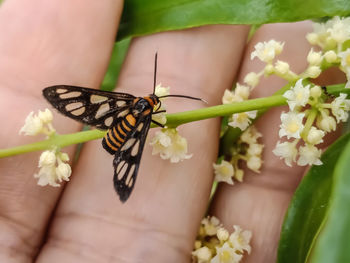 Close-up of butterfly on flower