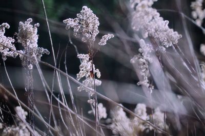 Close-up of frozen flowering plant