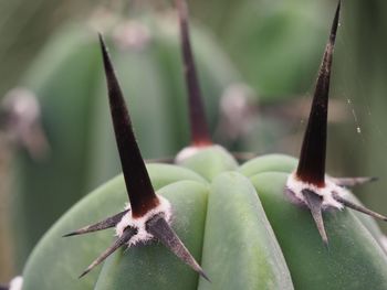 Close-up of grasshopper on plant