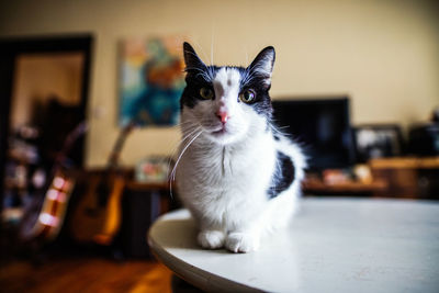 Portrait of cat sitting on table at home