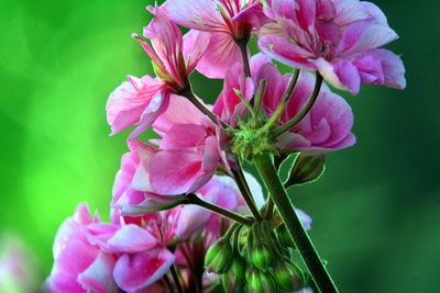 Close-up of pink flowers blooming outdoors