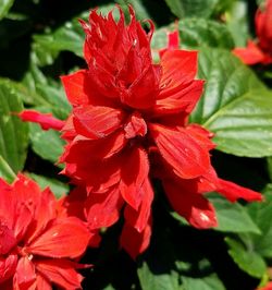 Close-up of red flowers in park