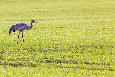 Side view of a bird on field