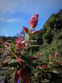 Close-up of red flowering plant