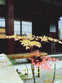 Potted plants in a house