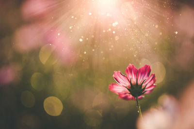 Close-up of pink flower against bright sun