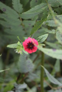 Close-up of pink hibiscus blooming outdoors