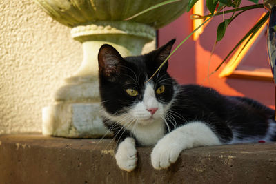 Portrait of cat sitting outdoors