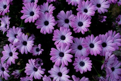 Close-up of flowers blooming outdoors