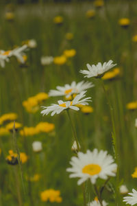 Close-up of white daisy blooming outdoors