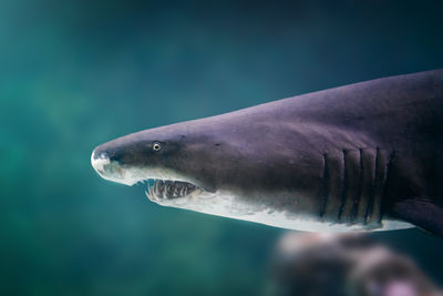 Close-up of fish swimming in sea