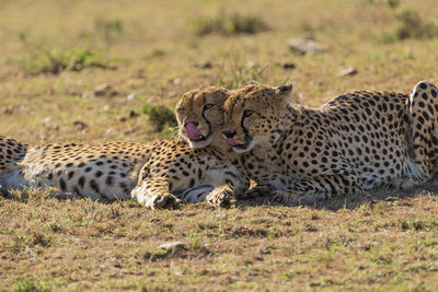 Two cheetahs together licking their noses before a hunt