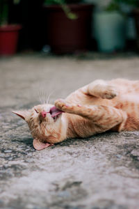 Close-up of cat sleeping