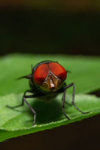 Close-up of red eyes housefly on green leaf