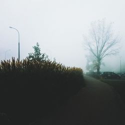 Road along trees