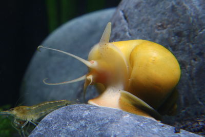 Close-up of snail on plant