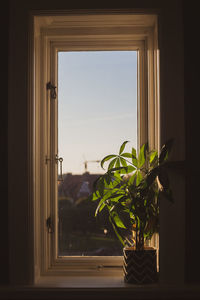 Potted plant by window at home