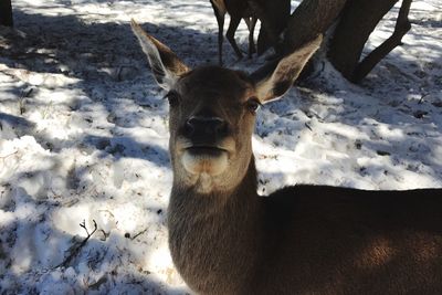 Portrait of deer in winter