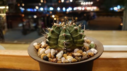 Close-up of succulent plant on table