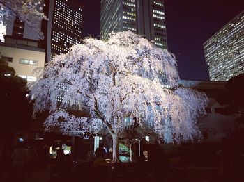 Low angle view of illuminated trees in city at night