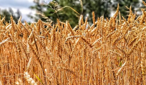 Close-up of wheat growing on field