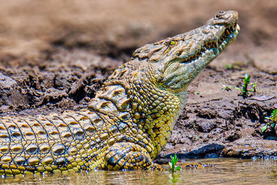 Close-up of a lizard