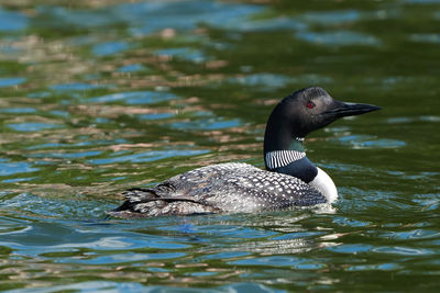 Duck swimming in lake