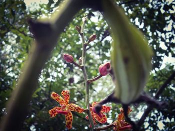 Low angle view of flowers on tree