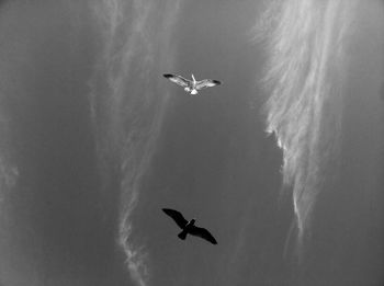 Low angle view of birds flying in sky