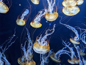 View of jellyfish in water